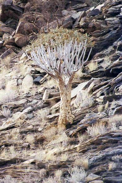 Désert de Namib, kokerboom