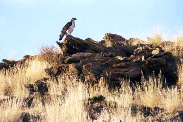 Namibie, faucon