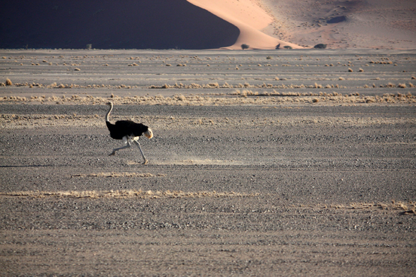 Sossusvlei, autruche