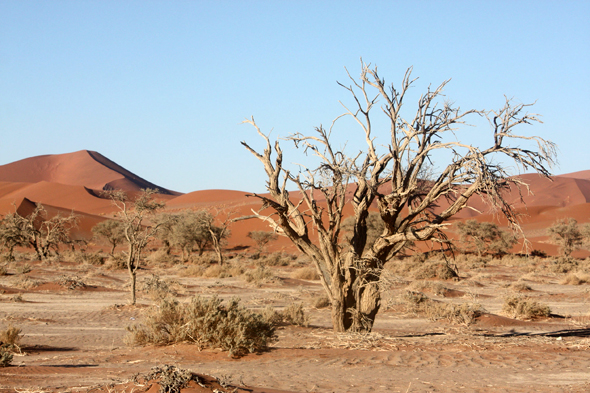 Sossusvlei, dunes ocres