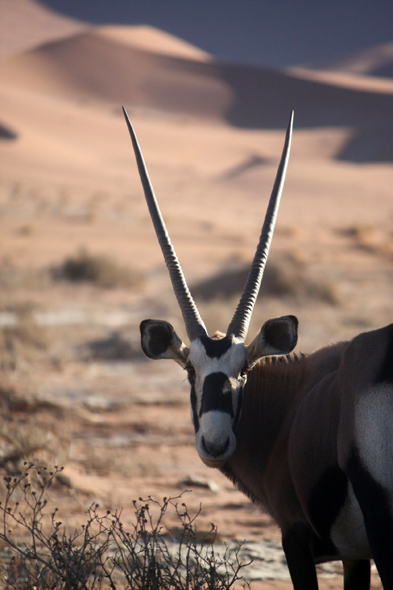 Sossusvlei, oryx