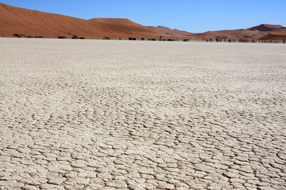 Deadvlei, arbres