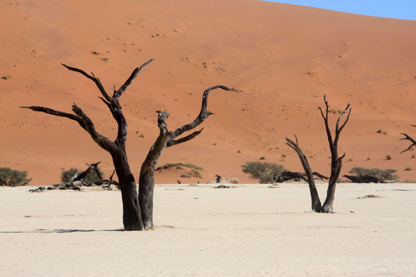 Arbres morts, Deadvlei