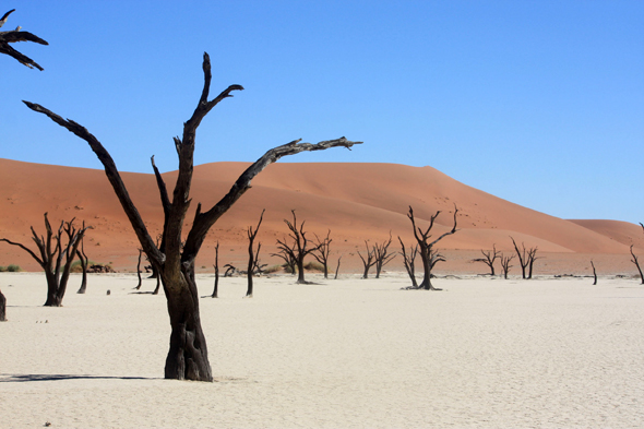 Deadvlei, arbres morts