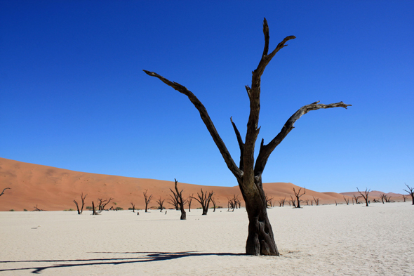 Deadvlei, arbres, dunes