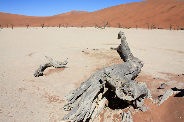 Sossusvlei, arbres morts