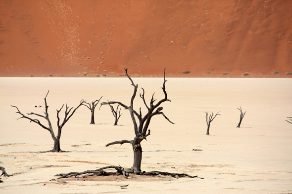 Deadvlei, arbres, Namibie