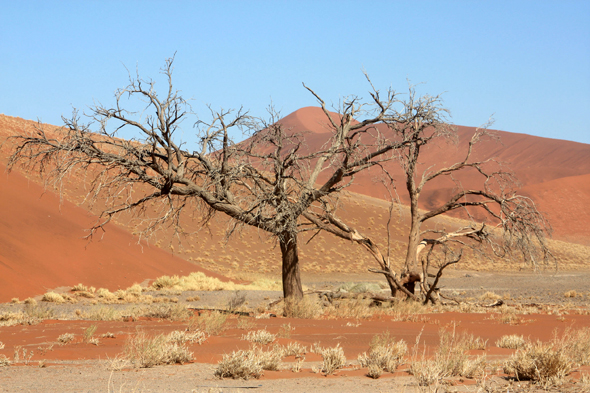 Sossusvlei, acacia