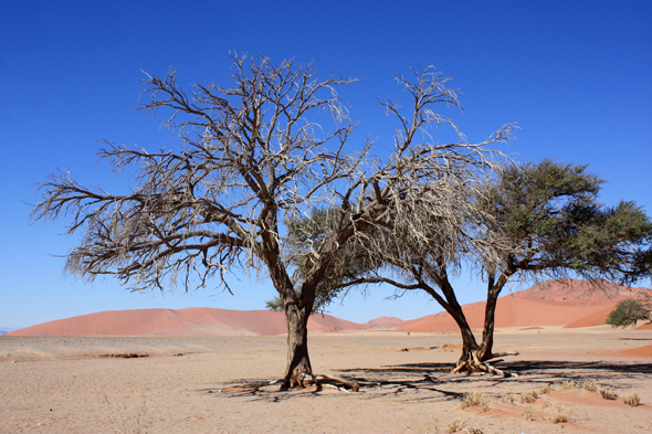 Sossusvlei, dune, désert