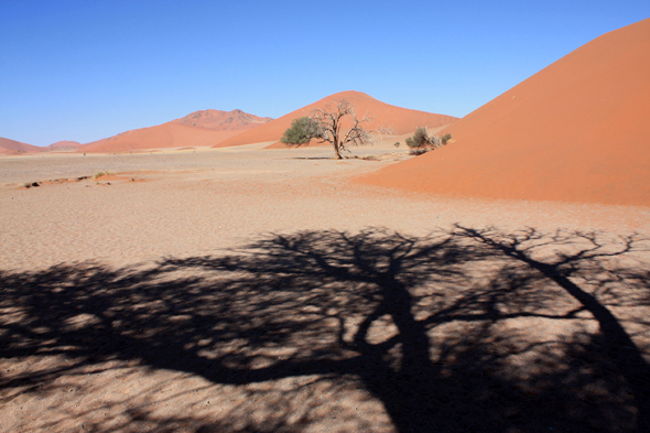 Namibie, Sossusvlei, acacia
