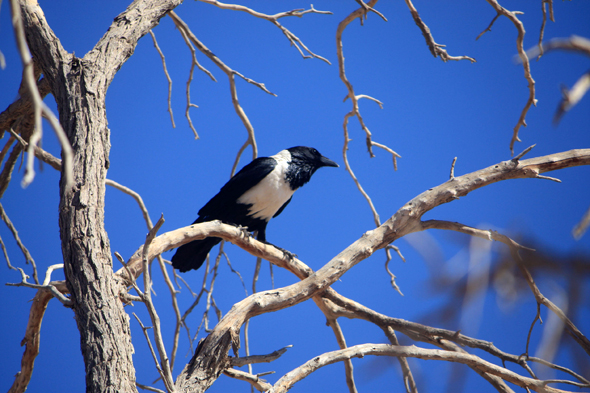 Sossusvlei, corbeau