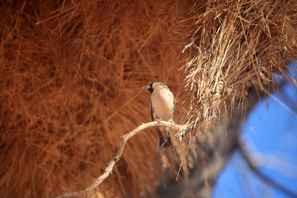 Sossusvlei, républicain social