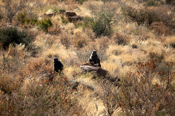 Namibie, babouins