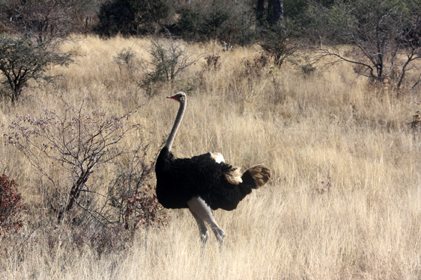 Caprivi, autruche