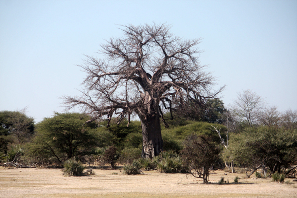 Parc de Mahango, boabab