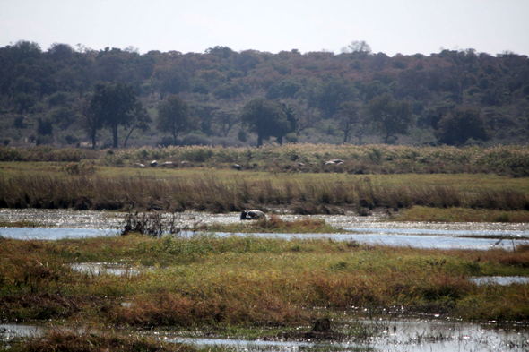 Parc de Mahango, hippopotame