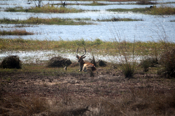 Namibie, cobe