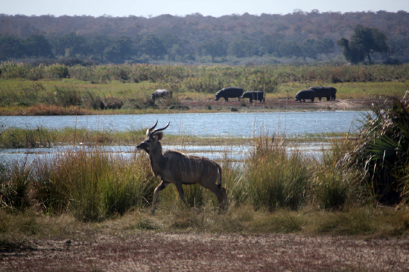 Namibie, koudou