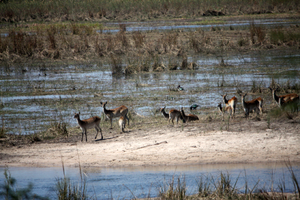 Parc de Mahango, impalas