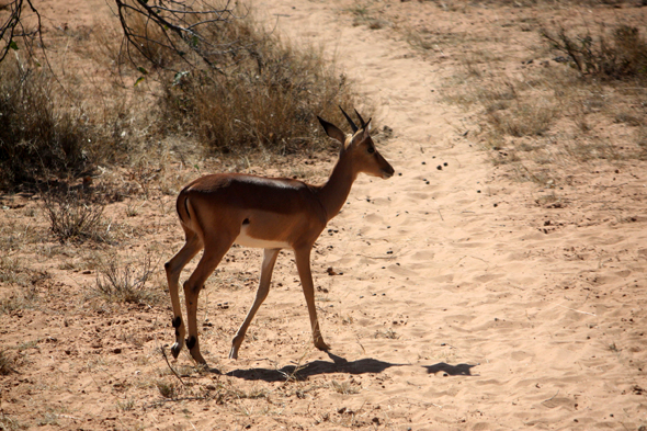 Parc de mahango, impala