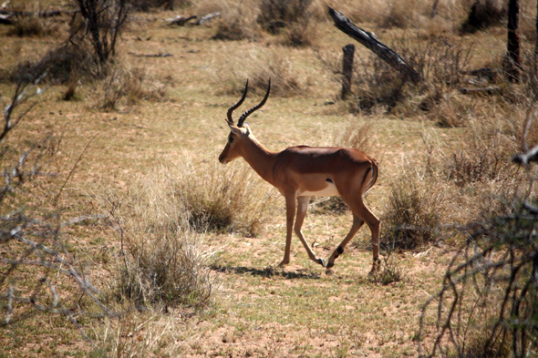 Namibie, impala