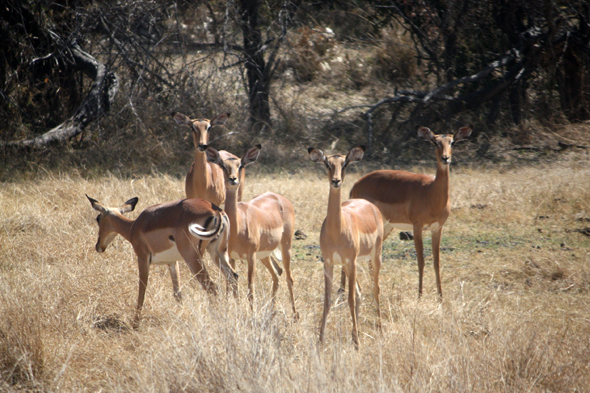 Impalas, parc de Mahango