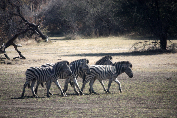 Parc de Mahango, zèbres