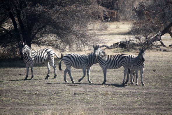 Namibie, zèbre