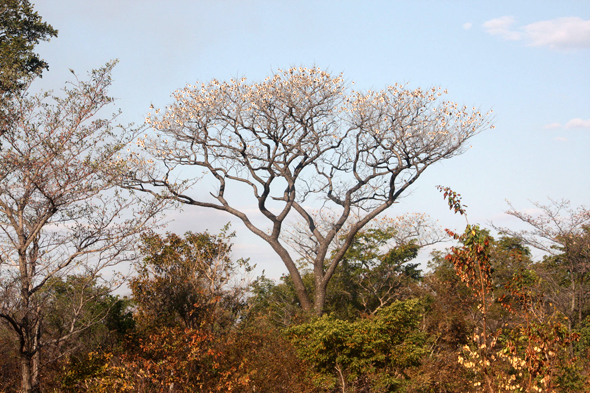 Bande de Caprivi, arbre