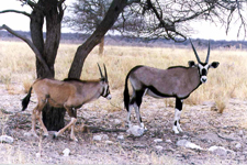 Namibie, oryx
