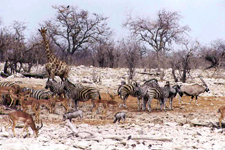 Etosha, z&egrave;bre, girafe, koudou, phacoch&egrave;re