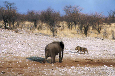 Etosha, &eacute;l&eacute;phant, lion