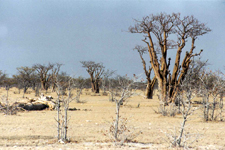 Namibie, arbre moringa