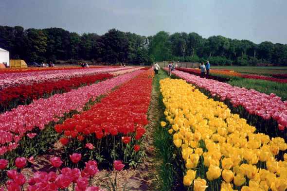 Volendam, tulipes