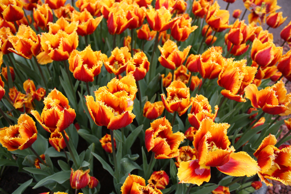 Keukenhof, tulipes