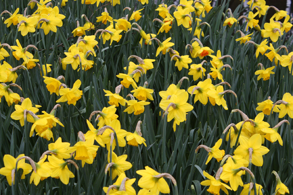 Keukenhof, jonquilles