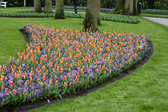 Keukenhof, fleurs