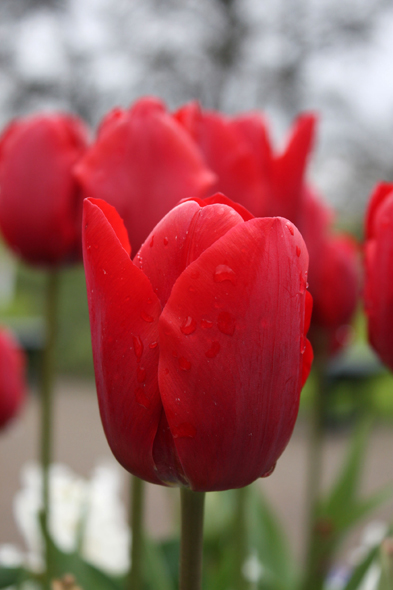 Keukenhof, tulipe, Pays-Bas