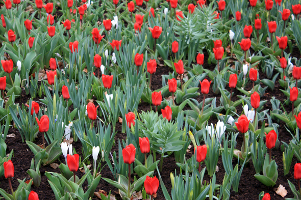 Keukenhof, parc, fleurs