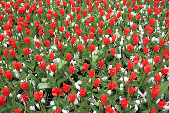 Keukenhof, parc, fleurs, Pays-Bas