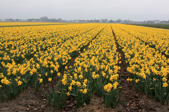 Champ de tulipes, Pays-Bas
