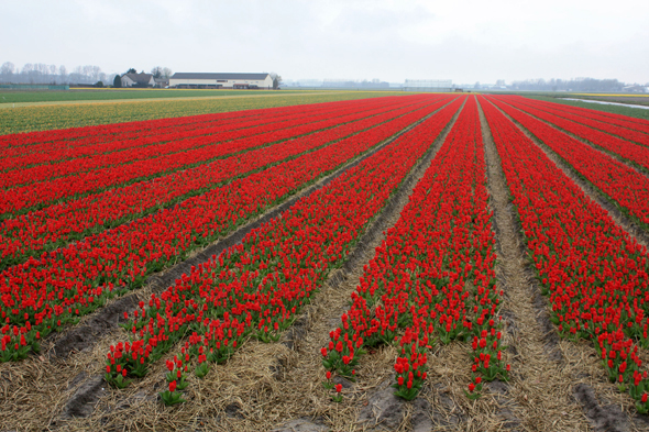 Champ de tulipes, Leyde