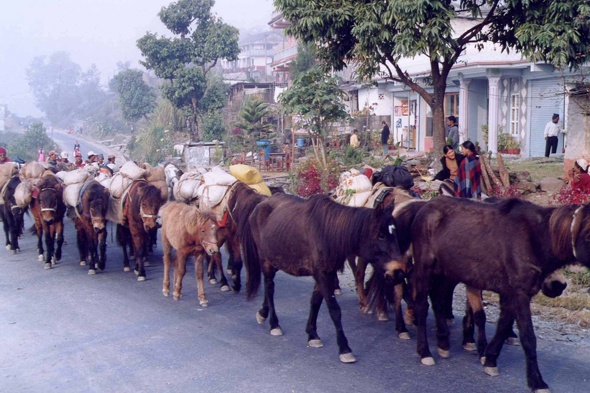 Village de Naudanda, mustangs