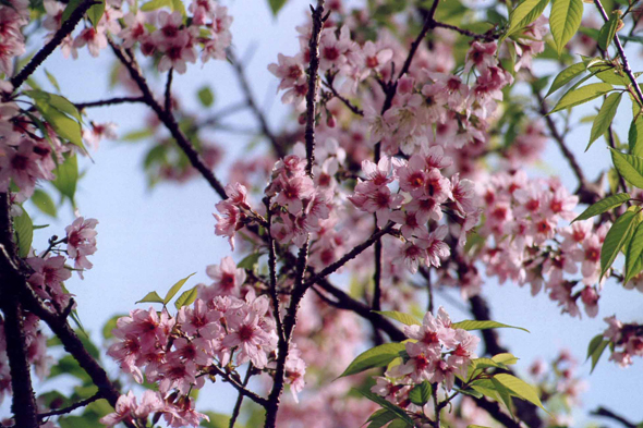 Pokhara, arbre en fleur