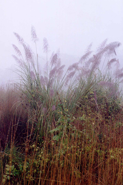 Parc de Chitwan, végétation