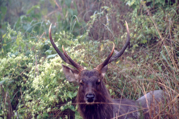 Parc de Chitwan, cerf sambar