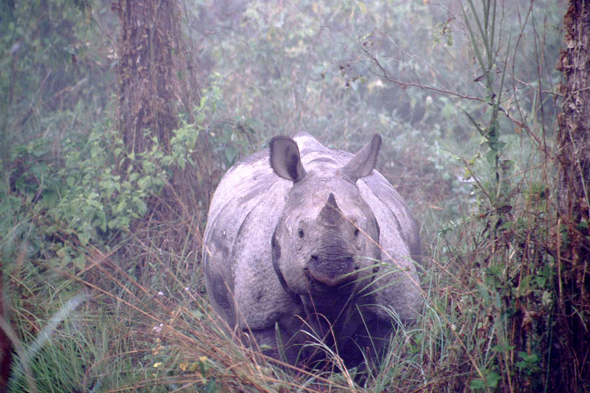 Parc de Chitwan, rhinocéros