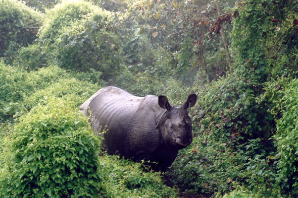 Rhinocéros, parc de Chitwan, Népal