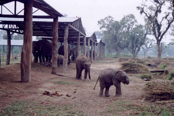 Parc de Chitwan, éléphant