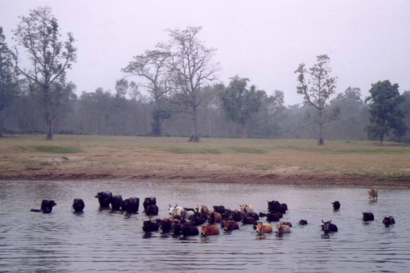 Rivière Rapti, buffles